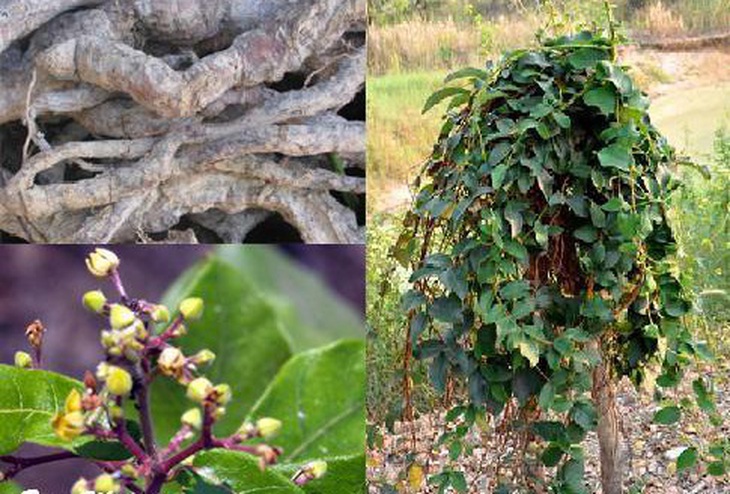 Hà thủ ô trắng chữa cảm sốt, cảm nắng, sốt rét, phụ nữ sau đẻ không có sữa uống để ra sữa.