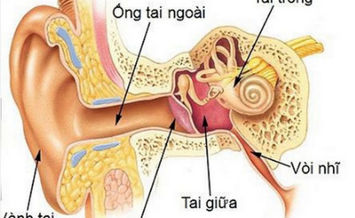 Hình ảnh cấu tạo tai.