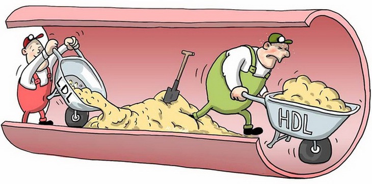 LDL vận chuyển cholesterol đến mọi tế bào trong cơ thể.