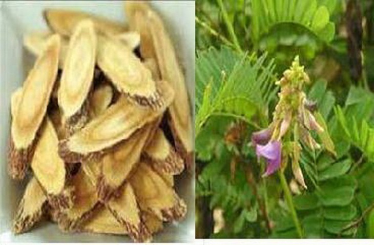 Bài thuốc chữa viêm lợi, hôi miệng