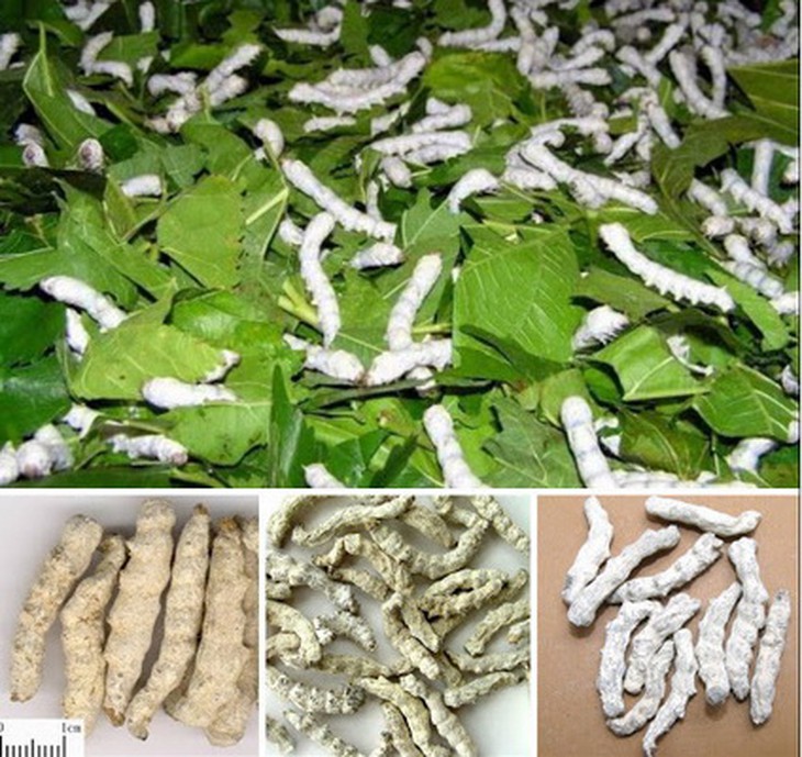 Bạch cương tàm là vị thuốc sắc uống có thể giúp bộ ngực đầy đặn.