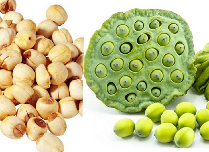 Liên nhục (hạt sen) là vị thuốc trong bài “Thống tàng phương” gia giảm trị chứng hồi hộp mất ngủ do tâm âm hư