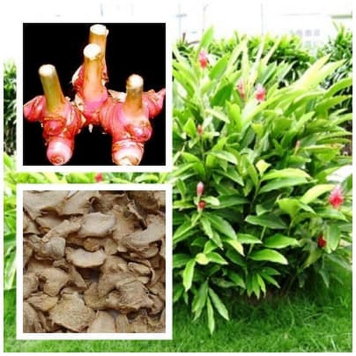 Cao lương khương (củ riềng) không chỉ là gia vị quen thuộc, mà còn là  vị thuốc trị nhiều bệnh.