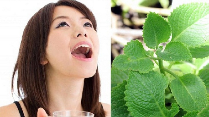 Lá húng chanh sắc đặc ngậm và súc miệng chữa hôi miệng.