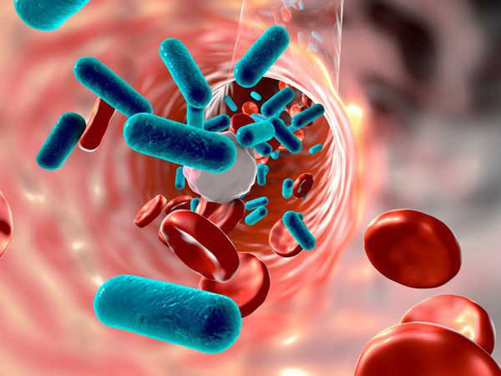 Tụ cầu (Staphylococcus) - một trong số tác nhân gây các bệnh nhiễm trùng ở người.