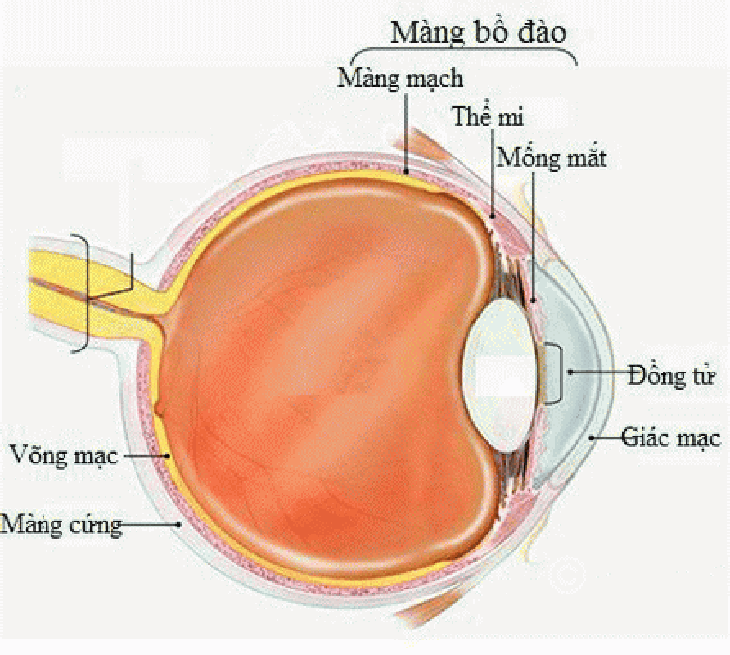 Viêm màng bồ đào có thể gây ảnh hưởng đến thủy tinh thể, võng mạc, các dây thần kinh thị giác.