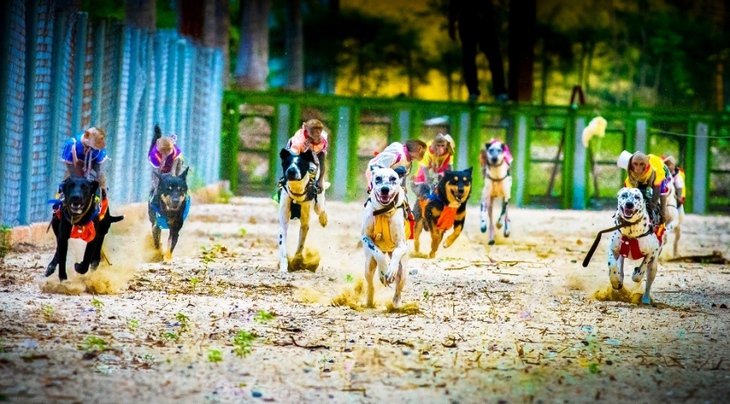 Đua chó trên đảo Khỉ