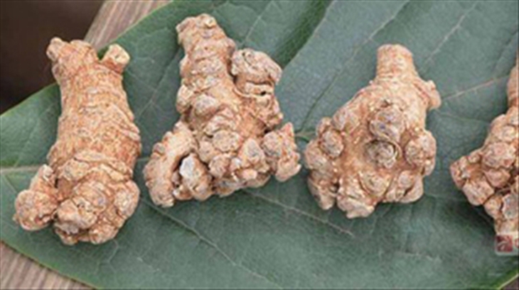 Củ tam thất tốt cho người bị thiếu máu
