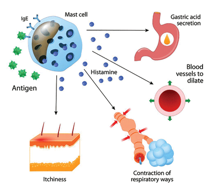 Các histamin gây dị ứng.