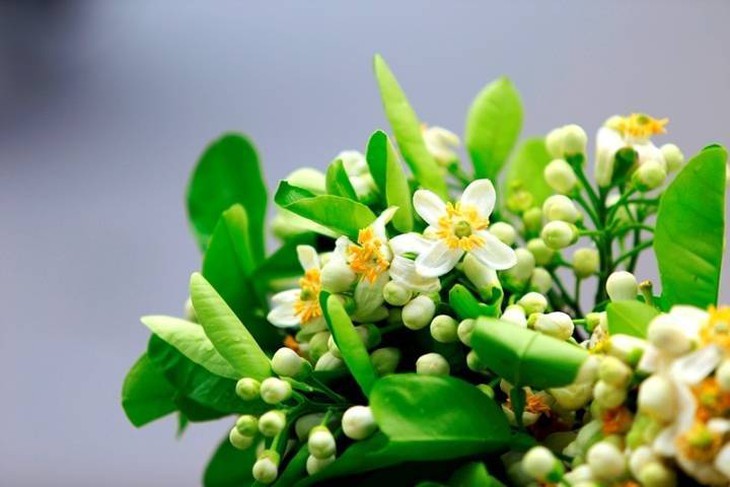 Tháng Ba mùa hoa bưởi: Thơm nhà, đẹp da, tốt cho sức khỏe