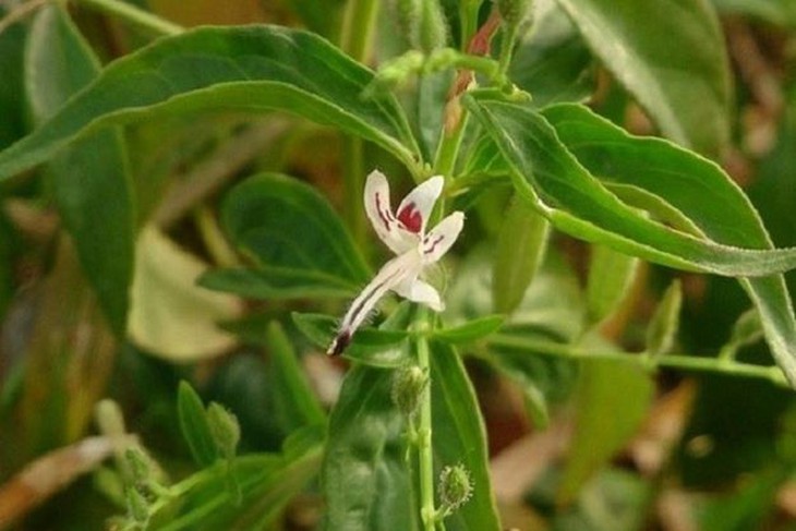 cây xuyên tâm liên