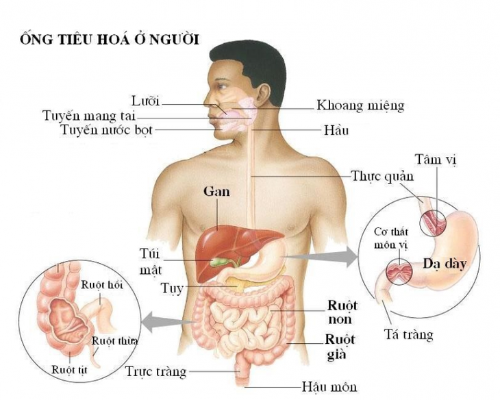 so-do-ong-tieu-hoa-cua-nguoi-768x614