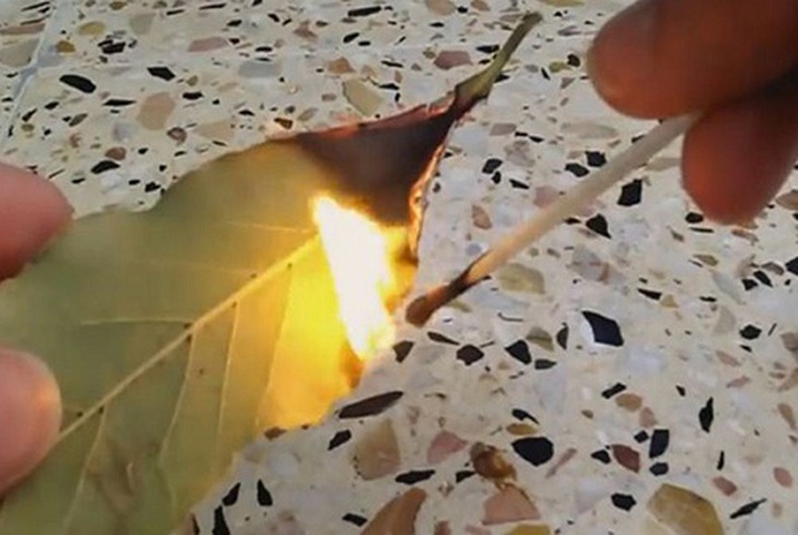 hương lá nguyệt quế
