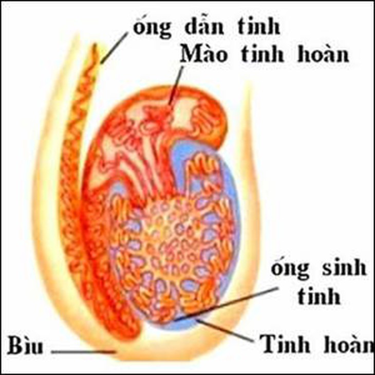 tinh hoan