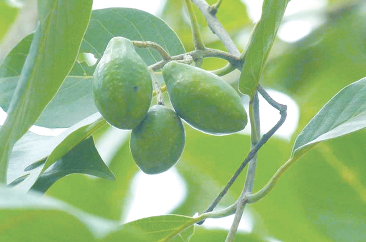 kha tu