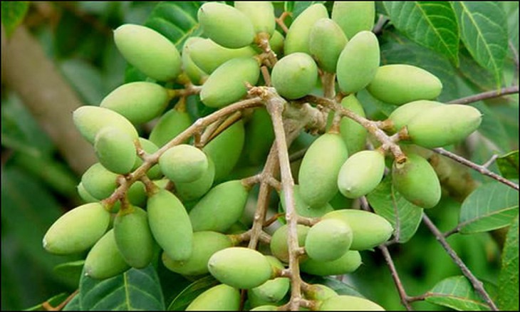 Trám trắng (trám xanh)