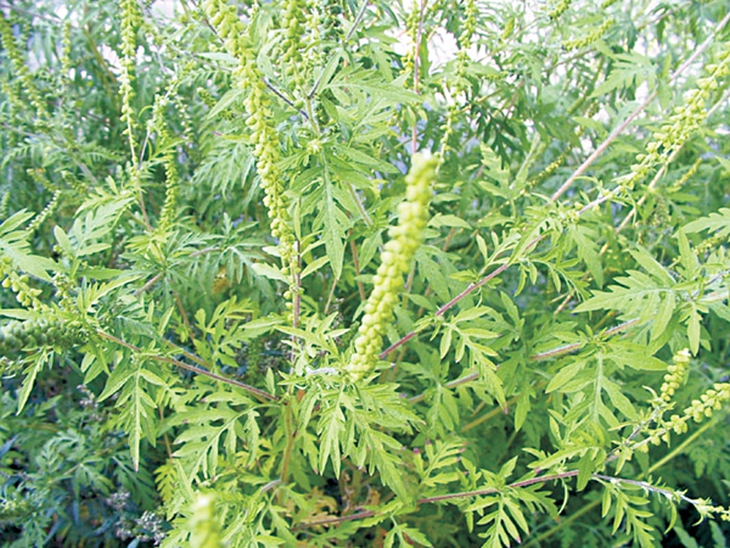 Phòng ngừa dị ứng phấn hoa