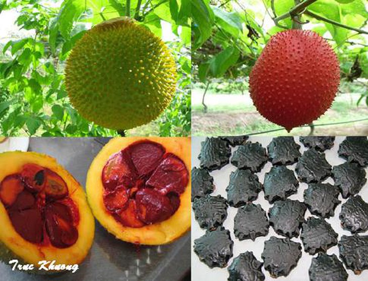 gấc làm thuốc trị bệnh