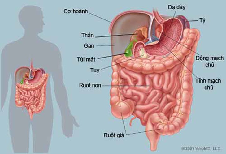 chán ăn ở người cao tuổi