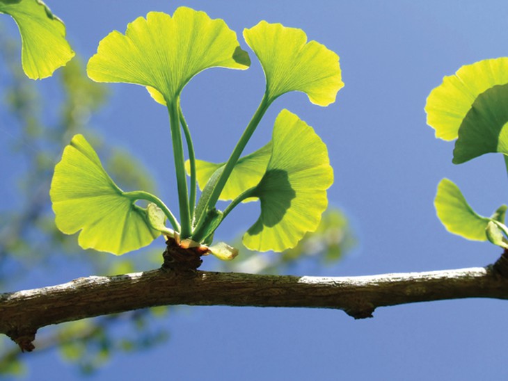 thiểu năng tuần hoàn não