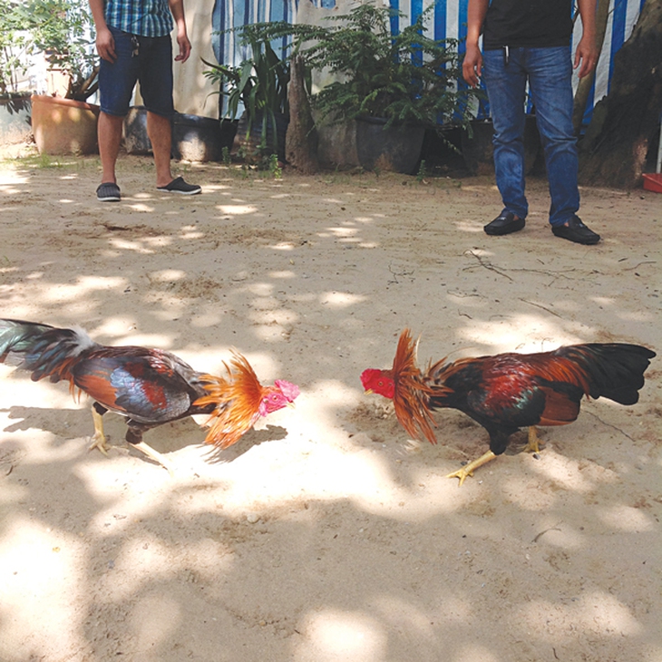 Đá gà thời @