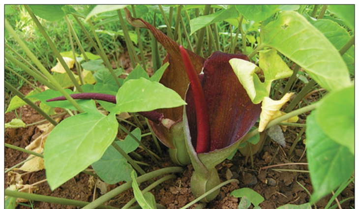 gan nhiễm mỡ