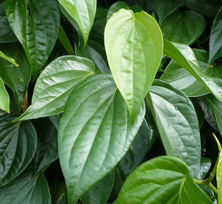 Lá trầu làm thuốc