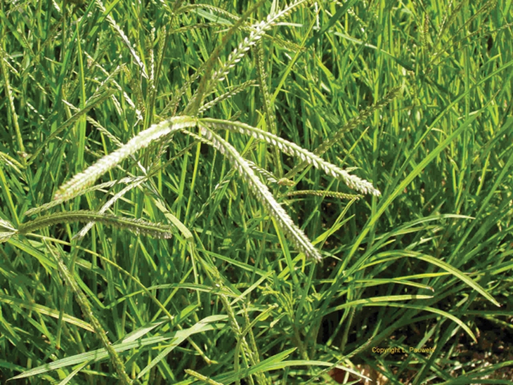 Cỏ mần trầu 