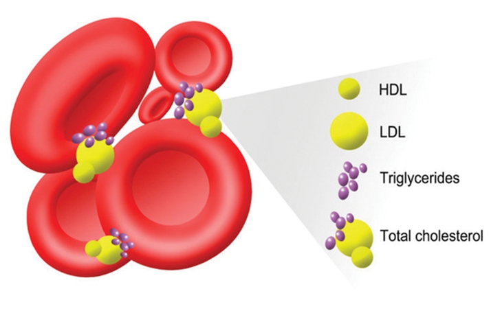 Cholesterol