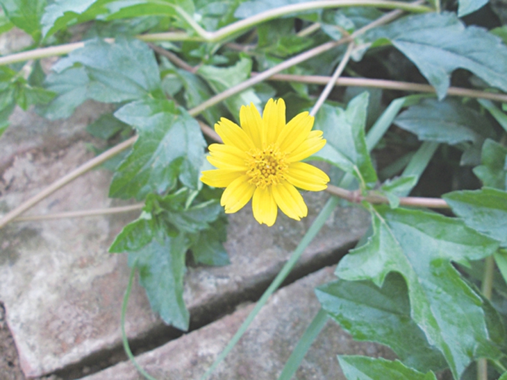 Thuốc Nam chữa bỏng - Sài đất