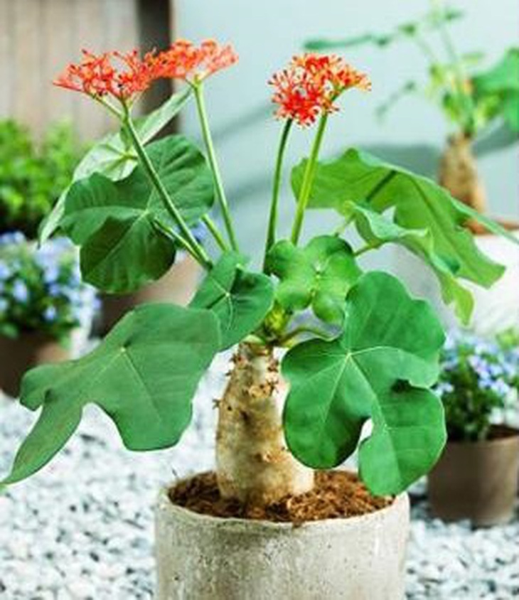 Cảnh giác với cây có độc tính cao họ thầu dầu