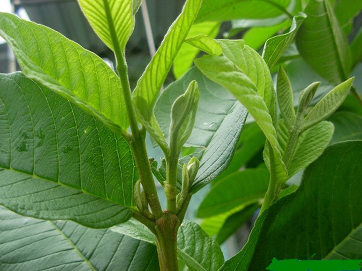 Uống nước lá ổi khô có giúp giảm cân không? - Ảnh 3.