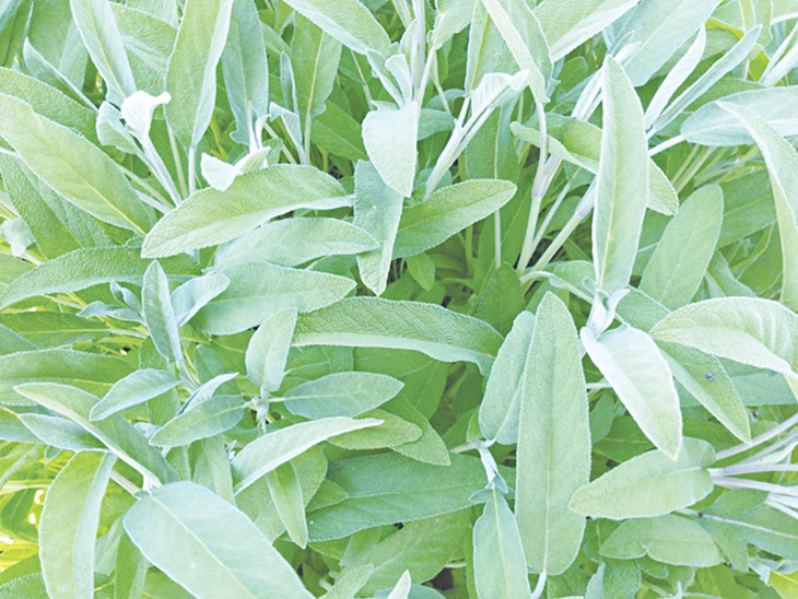 Chứng mãn kinh