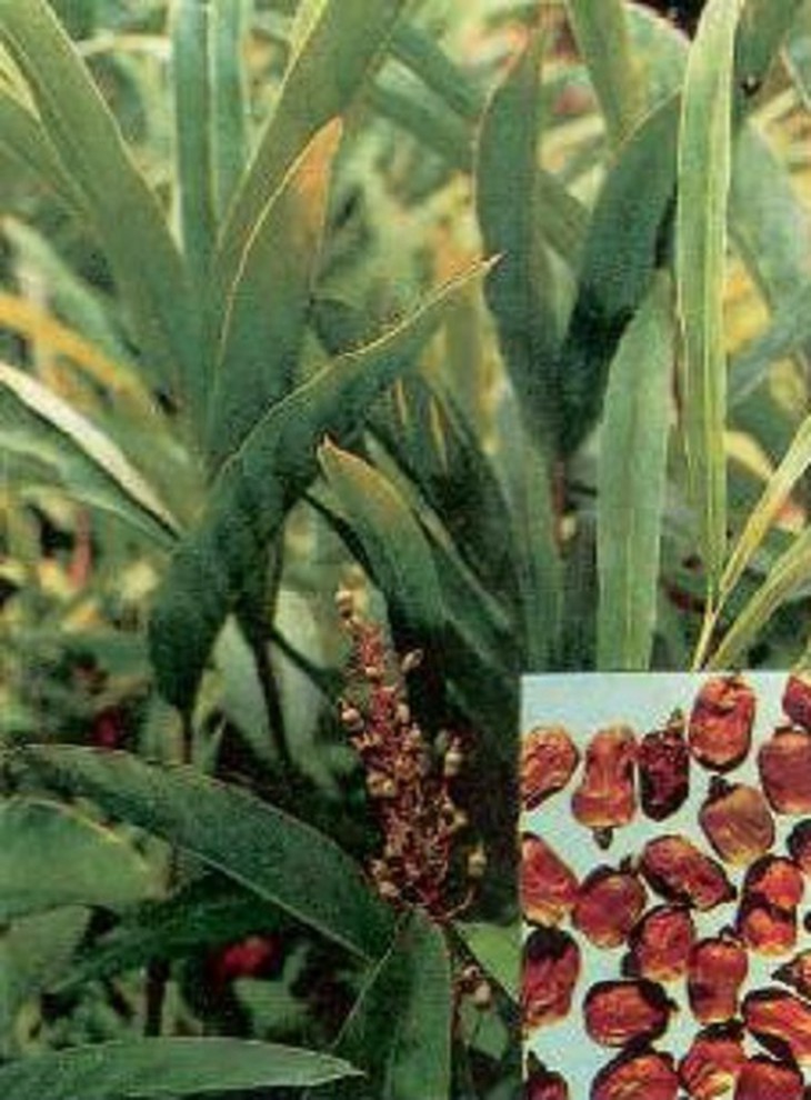 3 bài thuốc chữa ốm nghén