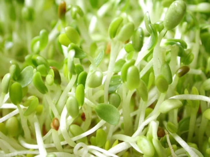 Rau mầm giúp trẻ hóa làn da