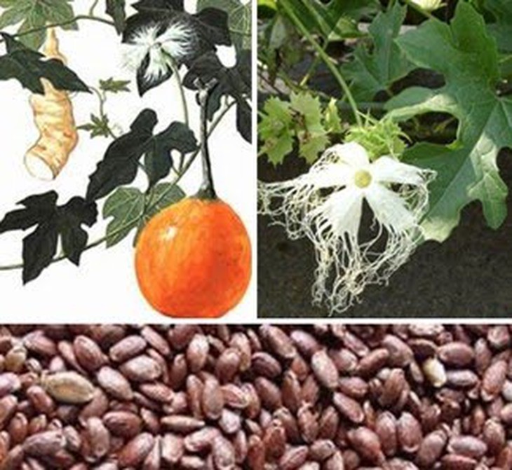 Qua lâu nhuận phổi, cầm ho