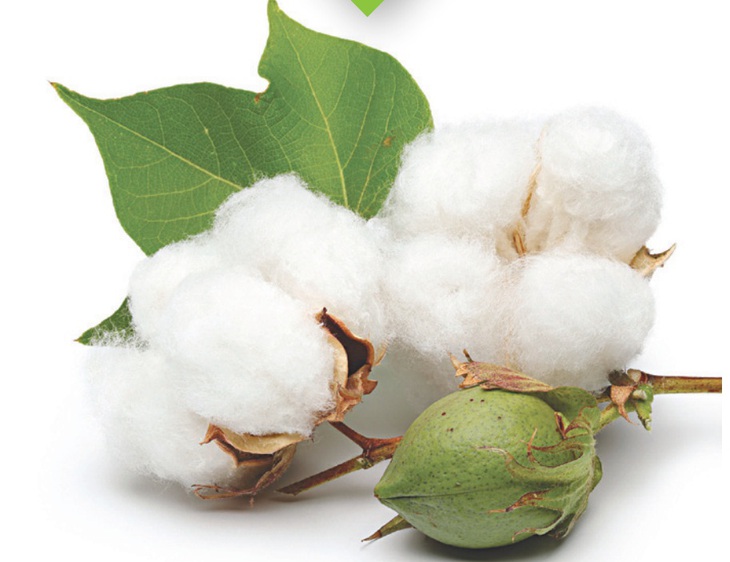 sơi bông cotton có khả năng thấm hút tốt