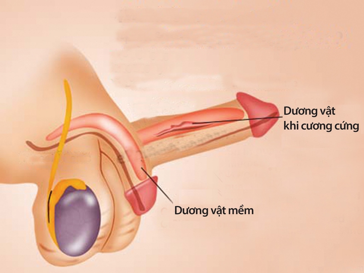 Nhận diện rối loạn hoạt động tình dục ở nam giới
