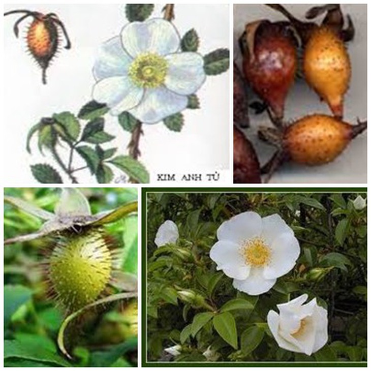 Quả kim anh bổ thận, tráng dương