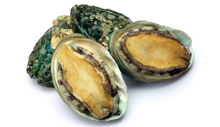 Vỏ bào ngư làm thuốc
