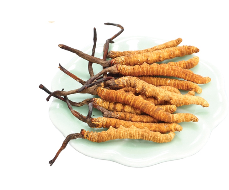 Đông trùng hạ thảo và rối loạn tình dục