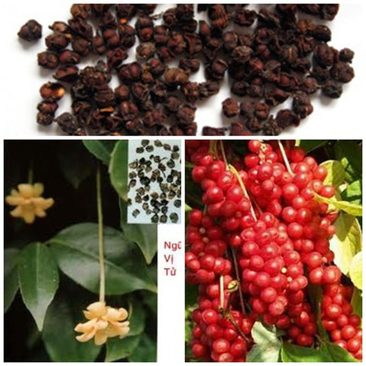 Ngũ vị tử - Thuốc liễm phế, an thần