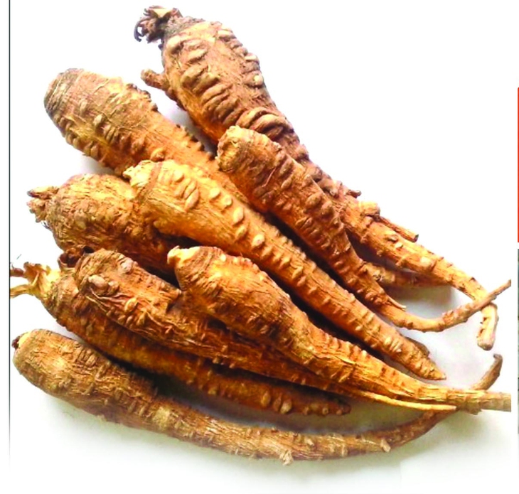 Bạch chỉ
