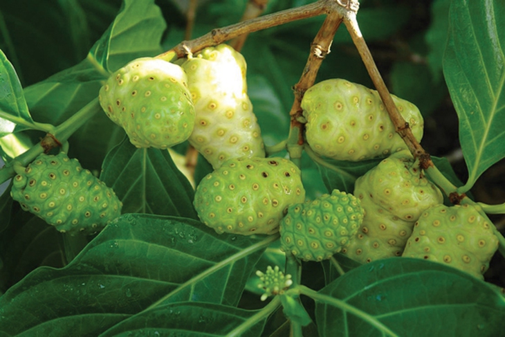 Những bài thuốc ổn định huyết áp