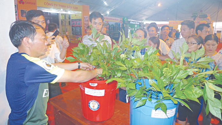 Phiên chợ sâm Ngọc Linh