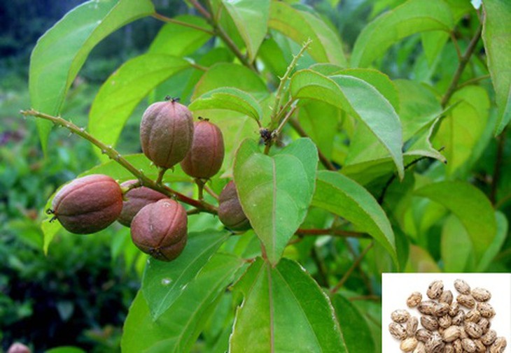 Ba đậu trị táo bón, báng nước