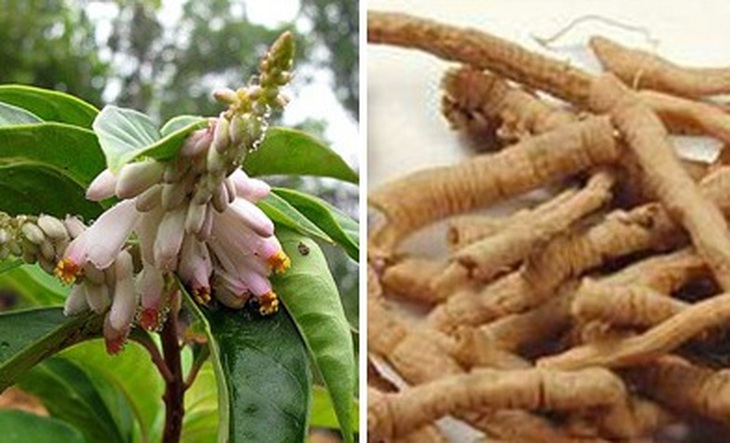 Dây ruột gà 