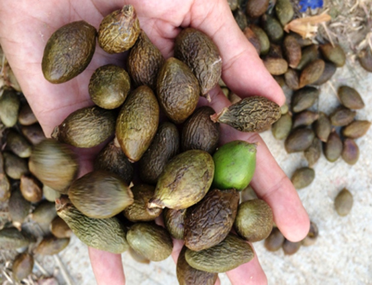 Bài thuốc chữa khàn tiếng