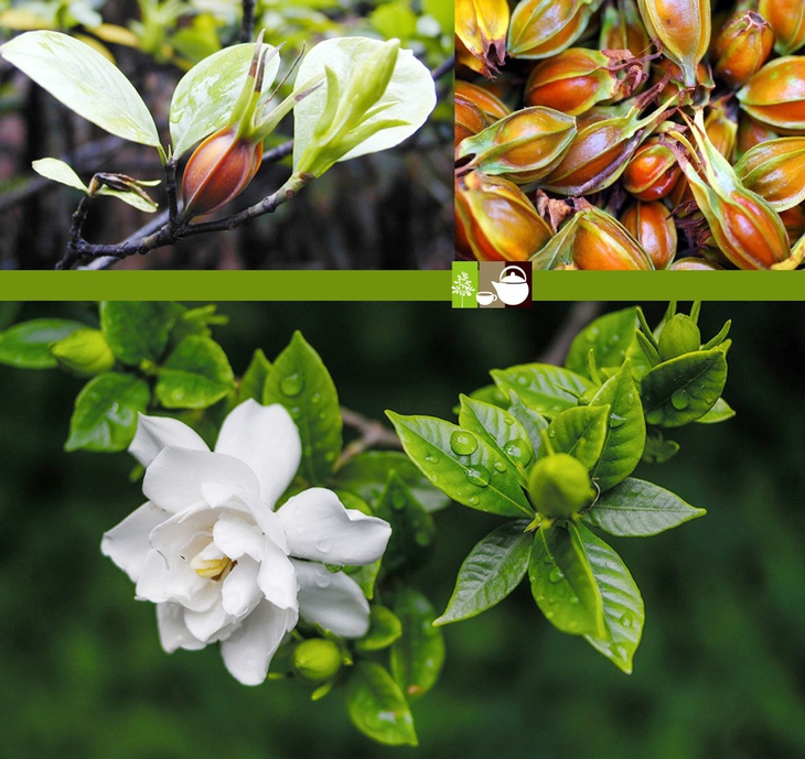 Sơn chi tử chữa bệnh tiết niệu