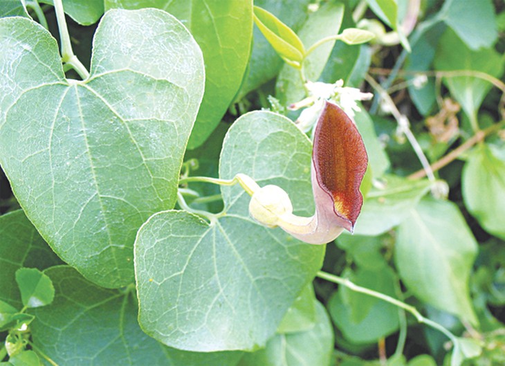 Nguy cơ ung thư gan với các dược liệu có chứa axít aristolochic!